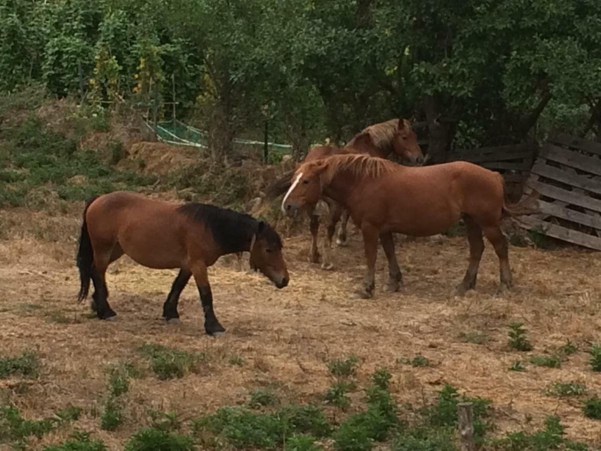 וייוסלאדה דה קמרוס Casa Rural El Rincon De Maria מראה חיצוני תמונה